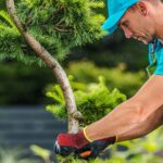 Healthy Trees and the Role They Play in Outdoor Property Care